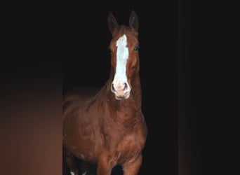 Gelderländer, Klacz, 5 lat, 165 cm, Kasztanowata