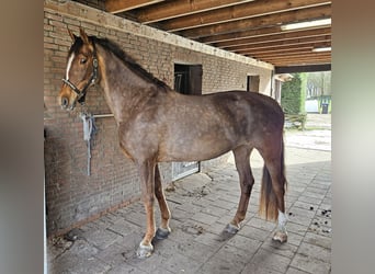 Gelderländer, Klacz, 9 lat, 170 cm, Kasztanowata