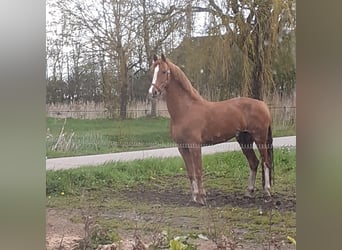 Gelderländer, Stute, 10 Jahre, 160 cm, Fuchs