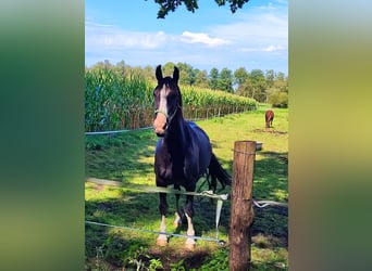 Gelderländer, Stute, 10 Jahre, 165 cm, Rappe