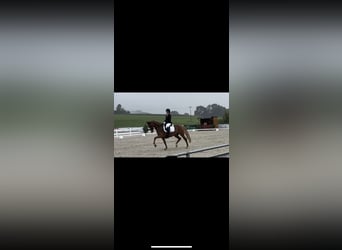 Gelderländer, Stute, 14 Jahre, 156 cm, Fuchs