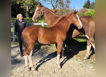 Gelderländer, Stute, 1 Jahr, 169 cm