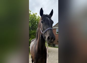 Gelderländer, Stute, 4 Jahre, 163 cm, Rappe