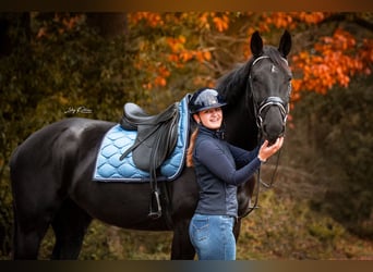 Gelderländer, Stute, 5 Jahre, 171 cm, Rappe