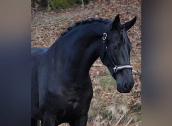 Gelderländer, Stute, 8 Jahre, 170 cm, Rappe