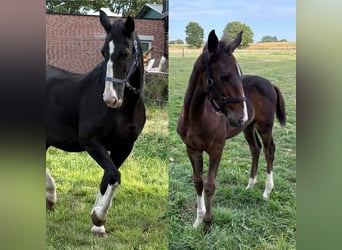 Gelderländer, Stute, Fohlen (06/2025), Dunkelbrauner