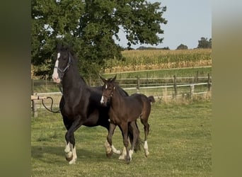 Gelderländer, Stute, Fohlen (06/2025), Dunkelbrauner