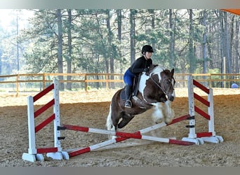 Gelderländer, Wałach, 5 lat, 142 cm, Tobiano wszelkich maści
