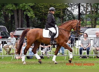 Gelderländer, Wałach, 7 lat, 172 cm, Ciemnokasztanowata