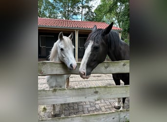 Gelderländer, Wallach, 11 Jahre, 165 cm, Rappe