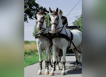 Gelderländer, Wallach, 11 Jahre, 170 cm, Schimmel