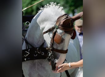 Gelderländer, Wallach, 11 Jahre, 170 cm, Schimmel