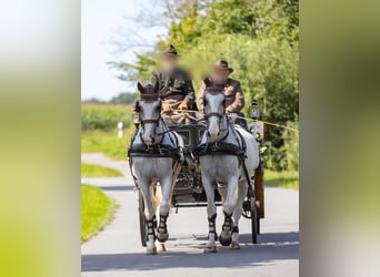 Gelderländer, Wallach, 11 Jahre, 170 cm, Schimmel