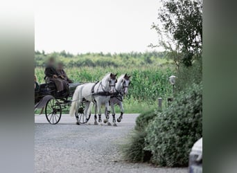 Gelderländer, Wallach, 11 Jahre, 170 cm, Schimmel