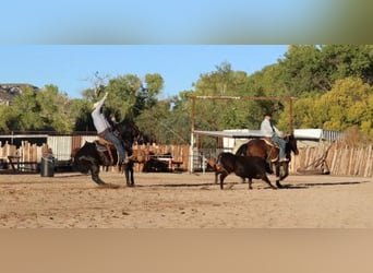 Gelderländer, Wallach, 11 Jahre, Rappe