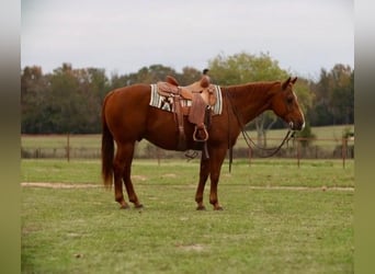 Gelderländer, Wallach, 12 Jahre