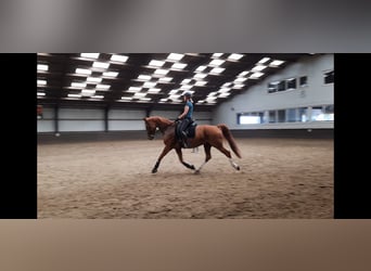 Gelderländer, Wallach, 14 Jahre, 169 cm, Fuchs