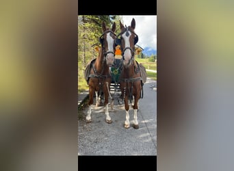 Gelderländer, Wallach, 15 Jahre, 170 cm, Fuchs