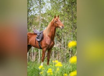 Gelderländer, Wallach, 6 Jahre, 165 cm, Fuchs