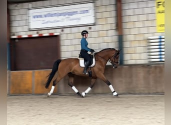 Gelderländer, Wallach, 6 Jahre, 170 cm, Brauner