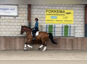 Gelderländer, Wallach, 6 Jahre, 170 cm, Brauner