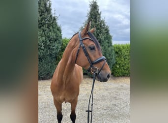 Gelderländer, Wallach, 6 Jahre, 170 cm, Brauner