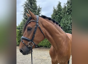 Gelderländer, Wallach, 6 Jahre, 170 cm, Brauner