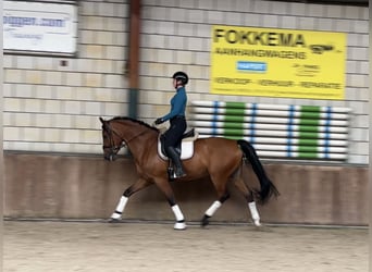 Gelderländer, Wallach, 6 Jahre, 170 cm, Brauner