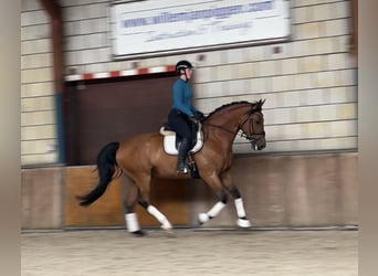 Gelderländer, Wallach, 6 Jahre, 170 cm, Brauner