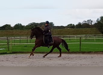 Gelderländer, Wallach, 7 Jahre, 172 cm, Dunkelfuchs