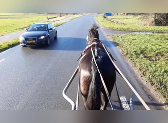 Gelderländer, Wallach, 8 Jahre, 167 cm, Rappe