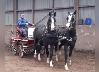 Gelderländer, Wallach, 8 Jahre, 167 cm, Rappe