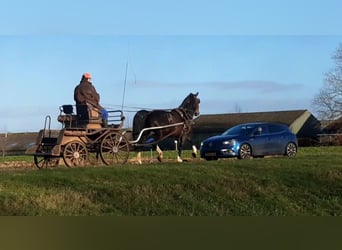Gelderländer, Wallach, 8 Jahre, 167 cm, Rappe