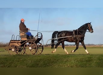 Gelderländer, Wallach, 8 Jahre, 167 cm, Rappe