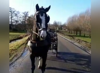 Gelderländer, Wallach, 8 Jahre, 167 cm, Rappe