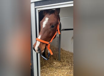 Gelderland, Caballo castrado, 3 años, 155 cm, Castaño oscuro