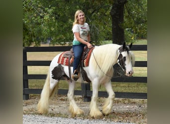 Gelderland, Caballo castrado, 6 años, 152 cm, Tobiano-todas las-capas