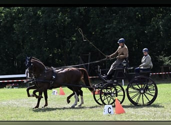 Gelderland, Caballo castrado, 6 años, 168 cm, Alazán-tostado