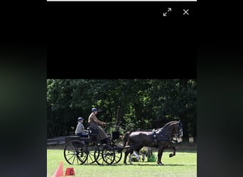 Gelderland, Caballo castrado, 6 años, 168 cm, Alazán-tostado