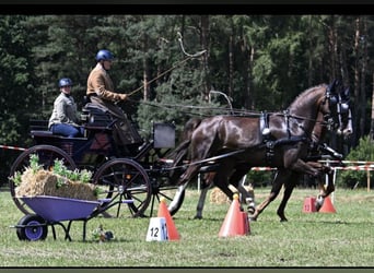 Gelderland, Caballo castrado, 6 años, 168 cm, Alazán-tostado