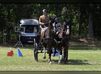 Gelderland, Caballo castrado, 6 años, 168 cm, Alazán-tostado