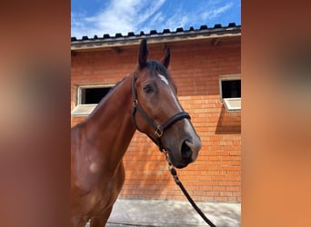 Gelderland, Caballo castrado, 6 años, 168 cm, Castaño claro
