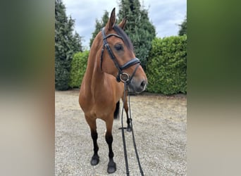 Gelderland, Caballo castrado, 6 años, 170 cm, Castaño