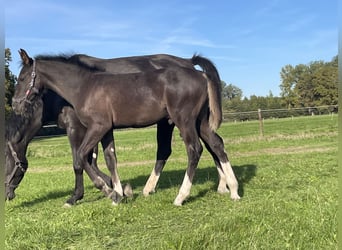 Gelderland, Étalon, 1 Année, Bai brun foncé