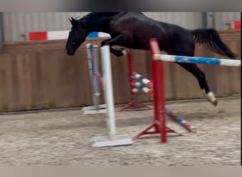 Gelderland, Étalon, 3 Ans, 169 cm, Noir