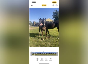 Gelderland, Étalon, Poulain (05/2025), Bai brun foncé