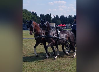 Gelderland, Gelding, 13 years, 15 hh, Brown