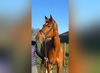 Gelderland, Gelding, 14 years, 16.2 hh, Chestnut-Red