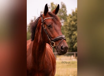Gelderland, Gelding, 5 years, 16 hh, Brown