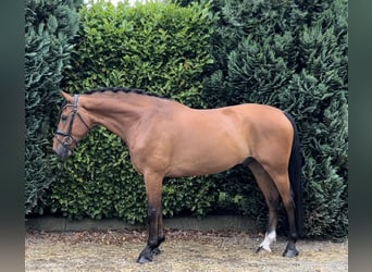 Gelderland, Gelding, 6 years, 16.2 hh, Brown